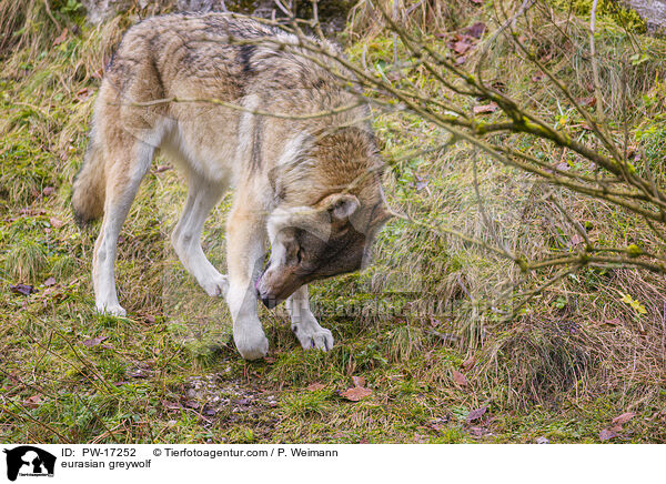 Eurasischer Grauwolf / eurasian greywolf / PW-17252