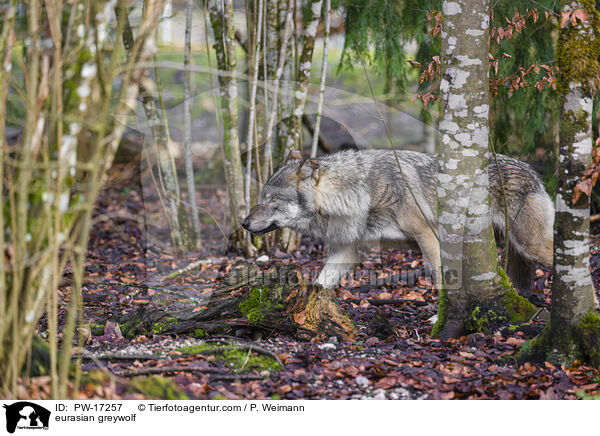 Eurasischer Grauwolf / eurasian greywolf / PW-17257