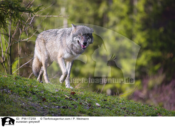 Eurasischer Grauwolf / eurasian greywolf / PW-17259