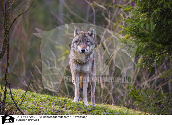 Eurasischer Grauwolf / eurasian greywolf / PW-17260