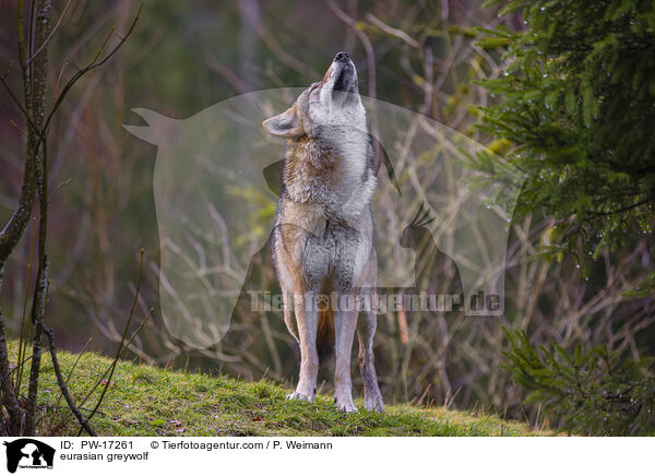 eurasian greywolf / PW-17261