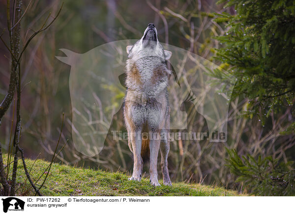 Eurasischer Grauwolf / eurasian greywolf / PW-17262