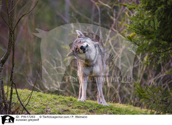 Eurasischer Grauwolf / eurasian greywolf / PW-17263