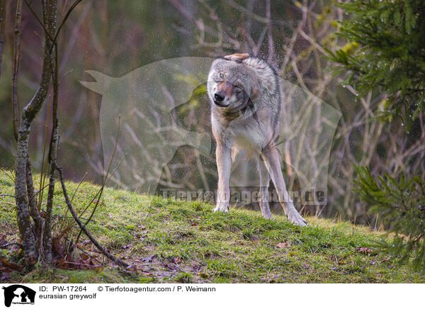 Eurasischer Grauwolf / eurasian greywolf / PW-17264
