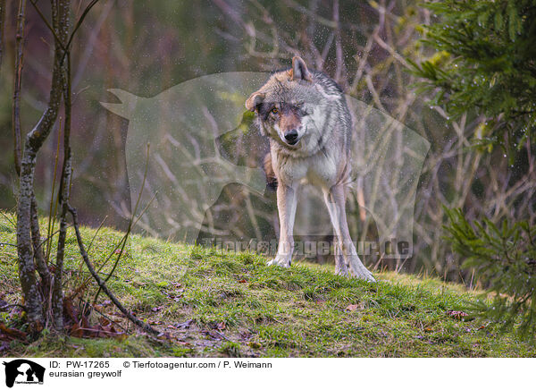 Eurasischer Grauwolf / eurasian greywolf / PW-17265