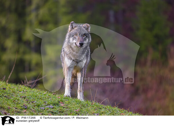 Eurasischer Grauwolf / eurasian greywolf / PW-17266