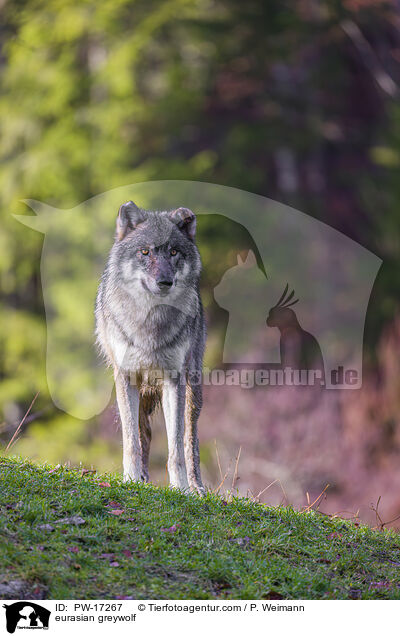 Eurasischer Grauwolf / eurasian greywolf / PW-17267
