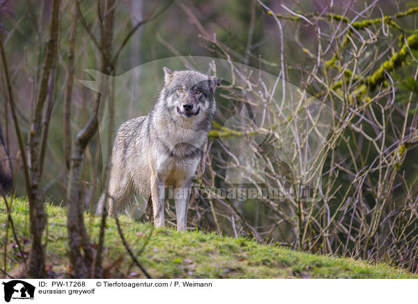 Eurasischer Grauwolf / eurasian greywolf / PW-17268