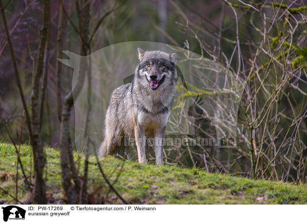 Eurasischer Grauwolf / eurasian greywolf / PW-17269
