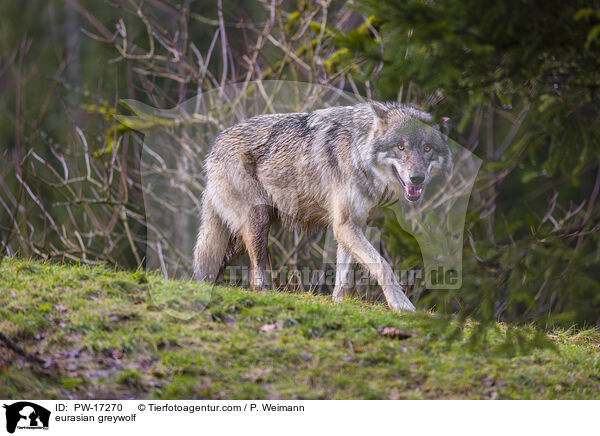 Eurasischer Grauwolf / eurasian greywolf / PW-17270