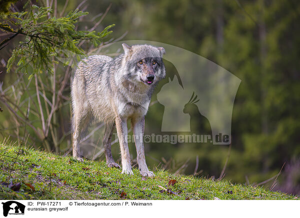 Eurasischer Grauwolf / eurasian greywolf / PW-17271