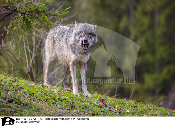 Eurasischer Grauwolf / eurasian greywolf / PW-17272