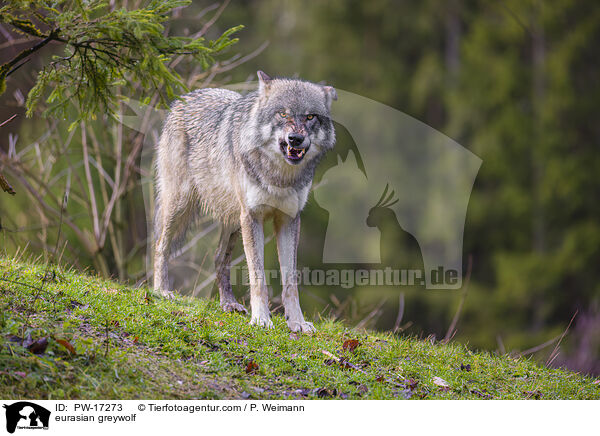 eurasian greywolf / PW-17273