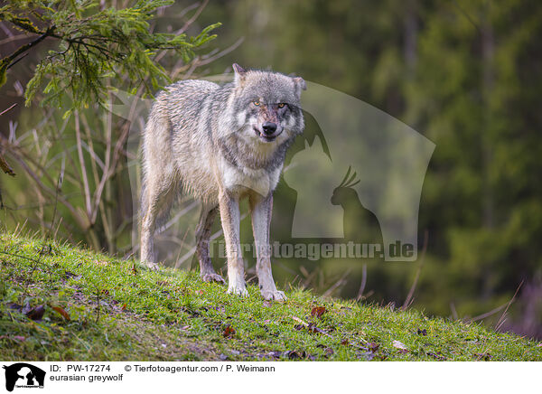 Eurasischer Grauwolf / eurasian greywolf / PW-17274