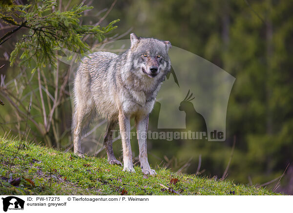 Eurasischer Grauwolf / eurasian greywolf / PW-17275