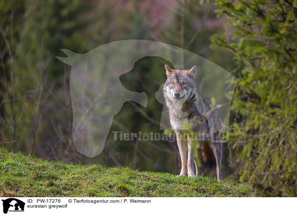 Eurasischer Grauwolf / eurasian greywolf / PW-17276