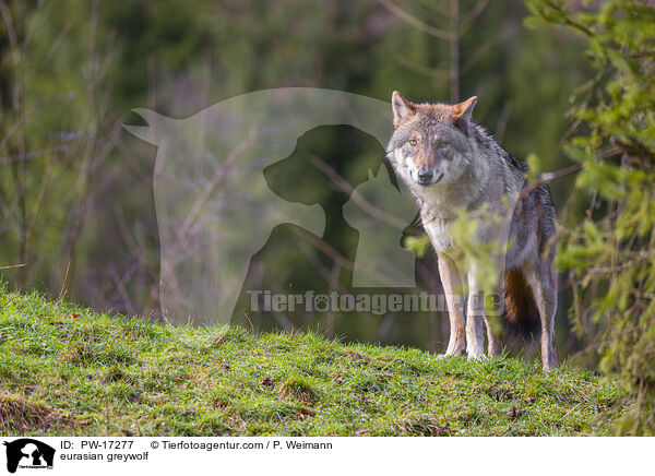 Eurasischer Grauwolf / eurasian greywolf / PW-17277
