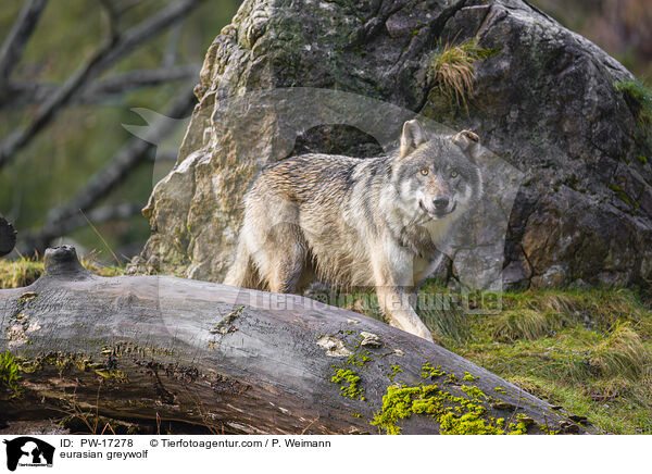 Eurasischer Grauwolf / eurasian greywolf / PW-17278