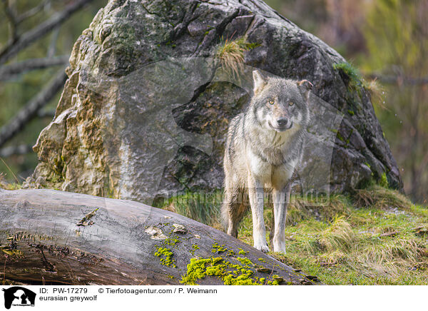 Eurasischer Grauwolf / eurasian greywolf / PW-17279