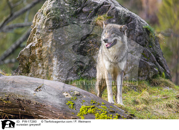 Eurasischer Grauwolf / eurasian greywolf / PW-17280