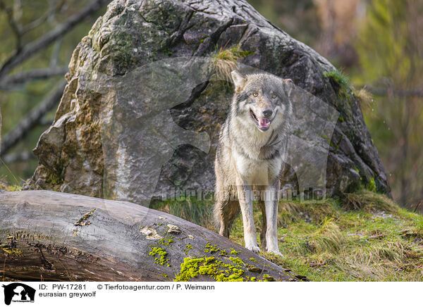 Eurasischer Grauwolf / eurasian greywolf / PW-17281