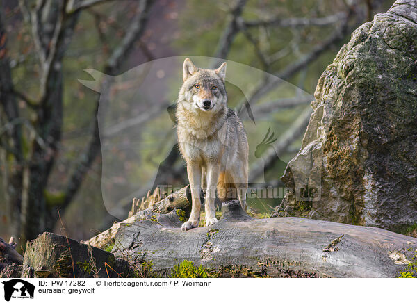 Eurasischer Grauwolf / eurasian greywolf / PW-17282