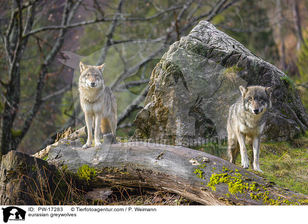 Eurasische Grauwlfe / eurasian greywolves / PW-17283