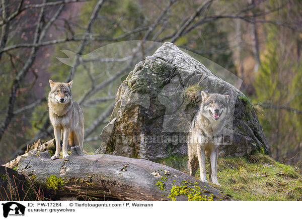 Eurasische Grauwlfe / eurasian greywolves / PW-17284