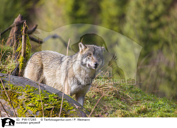 Eurasischer Grauwolf / eurasian greywolf / PW-17285