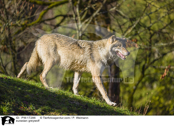 Eurasischer Grauwolf / eurasian greywolf / PW-17286