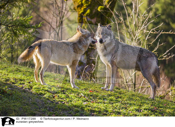 eurasian greywolves / PW-17288