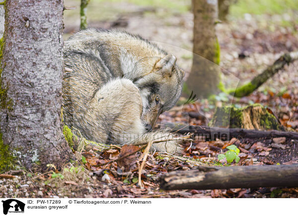 eurasian greywolf / PW-17289