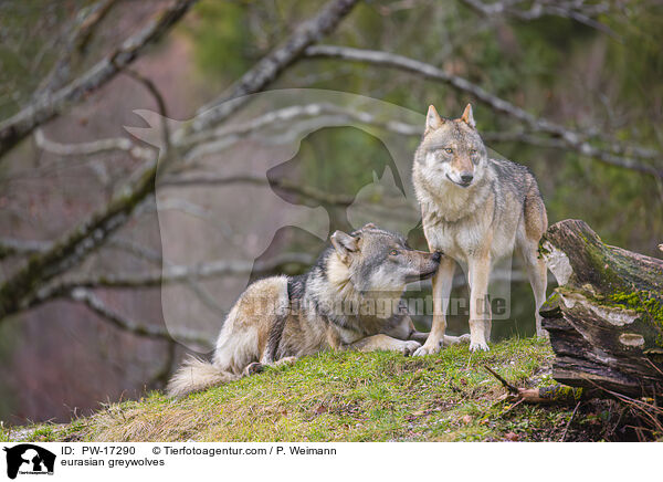 Eurasische Grauwlfe / eurasian greywolves / PW-17290