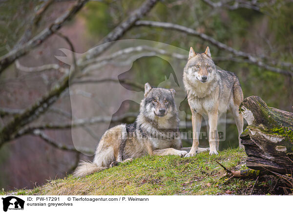 Eurasische Grauwlfe / eurasian greywolves / PW-17291