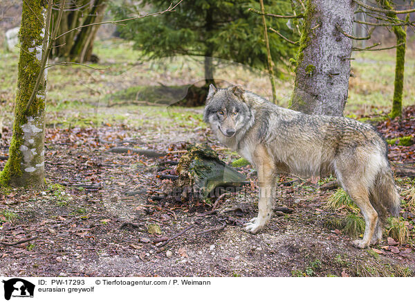 Eurasischer Grauwolf / eurasian greywolf / PW-17293