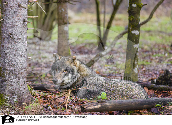 Eurasischer Grauwolf / eurasian greywolf / PW-17294