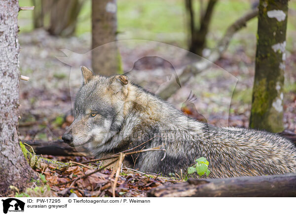 Eurasischer Grauwolf / eurasian greywolf / PW-17295