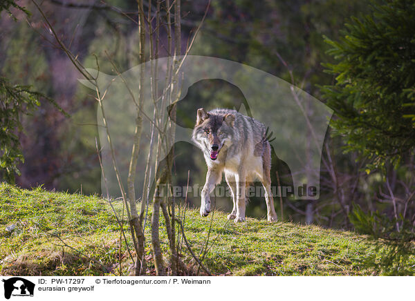 Eurasischer Grauwolf / eurasian greywolf / PW-17297