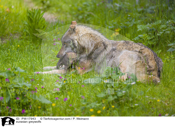 Eurasische Grauwlfe / eurasian greywolfs / PW-17943