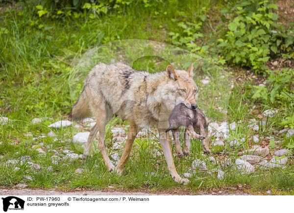 Eurasische Grauwlfe / eurasian greywolfs / PW-17960