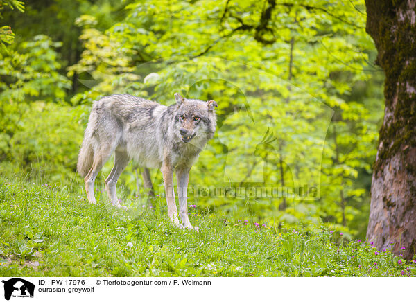 eurasian greywolf / PW-17976
