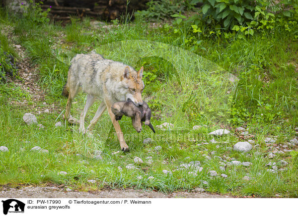 Eurasische Grauwlfe / eurasian greywolfs / PW-17990