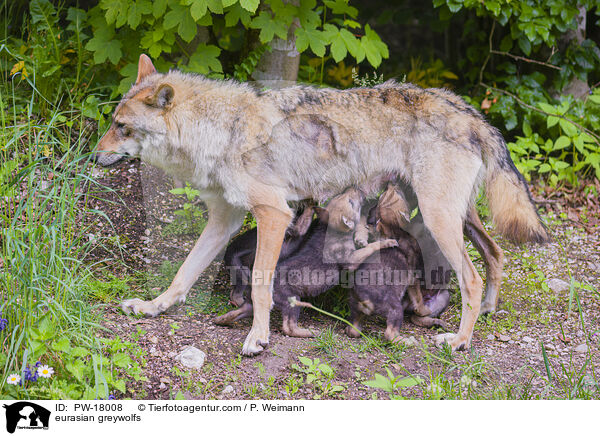 Eurasische Grauwlfe / eurasian greywolfs / PW-18008
