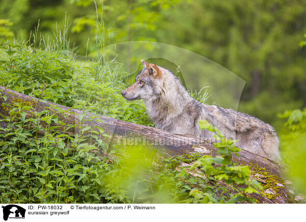 Eurasischer Grauwolf / eurasian greywolf / PW-18032