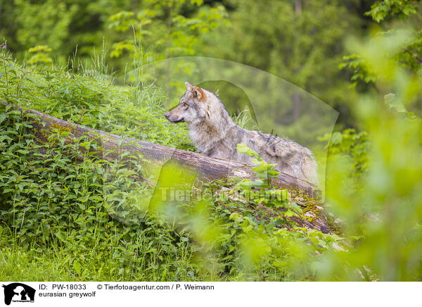 Eurasischer Grauwolf / eurasian greywolf / PW-18033
