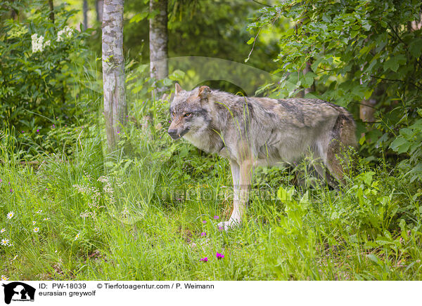 Eurasischer Grauwolf / eurasian greywolf / PW-18039