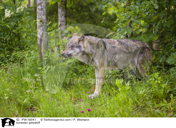 Eurasischer Grauwolf / eurasian greywolf / PW-18041
