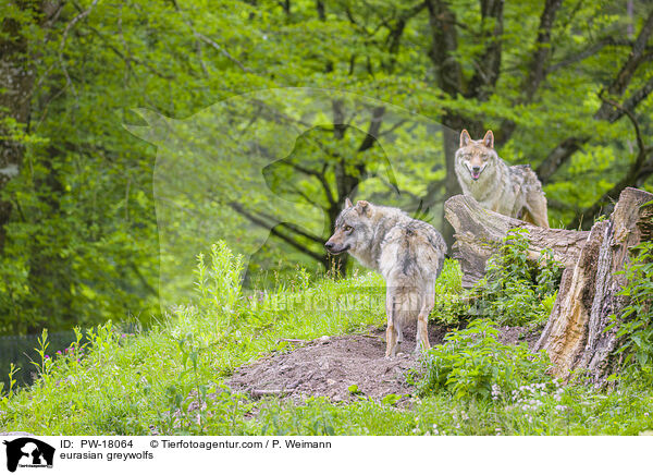 Eurasische Grauwlfe / eurasian greywolfs / PW-18064