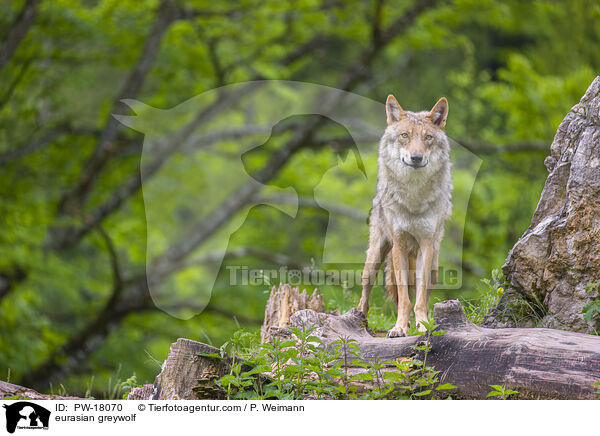 Eurasischer Grauwolf / eurasian greywolf / PW-18070