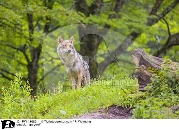 Eurasischer Grauwolf / eurasian greywolf / PW-18080